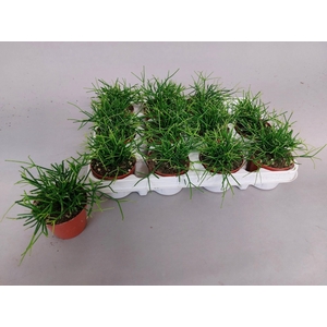 RHIPSALIS CASSUTHA