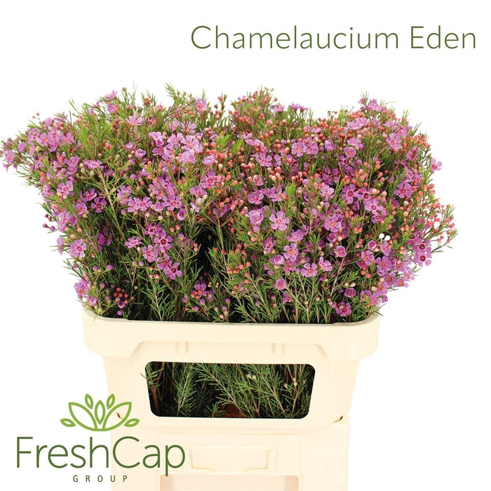 <h4>Chamelaucium Eden</h4>