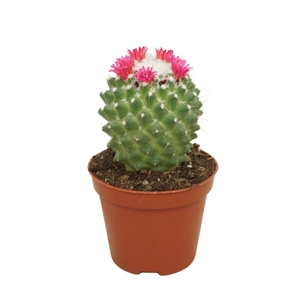 Mammillaria polythele 'Toluca'