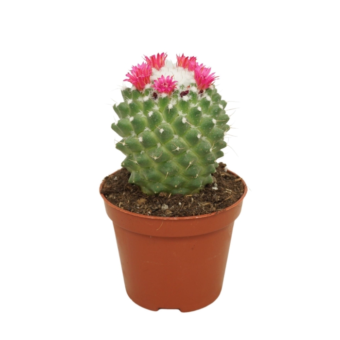 Mammillaria polythele 'Toluca'