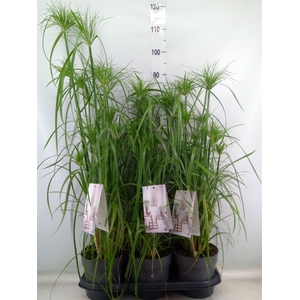 Cyperus alternifolius