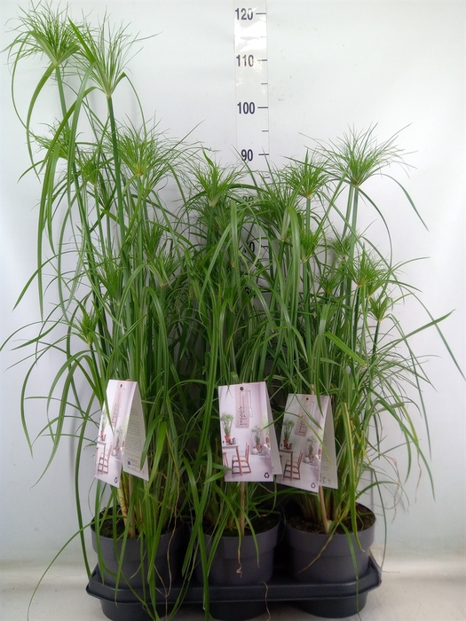 <h4>Cyperus alternifolius</h4>