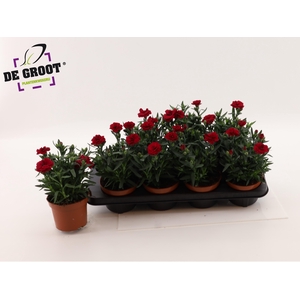 DIAN OSC CHERRY