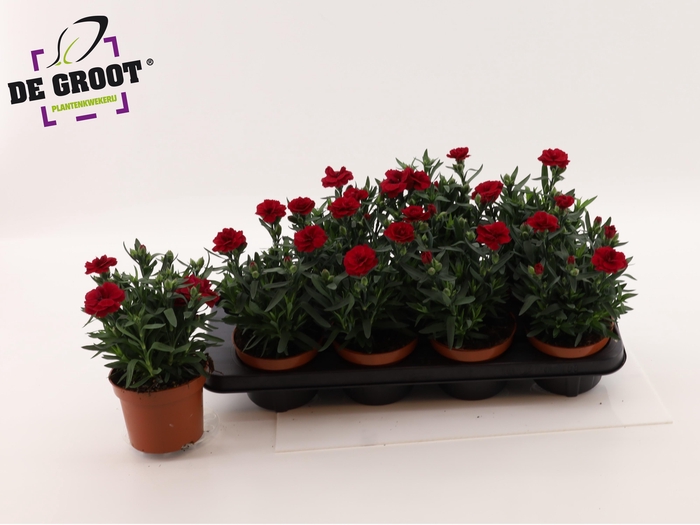 <h4>DIAN OSC CHERRY</h4>