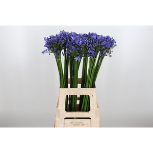 Agapanthus Intermedia