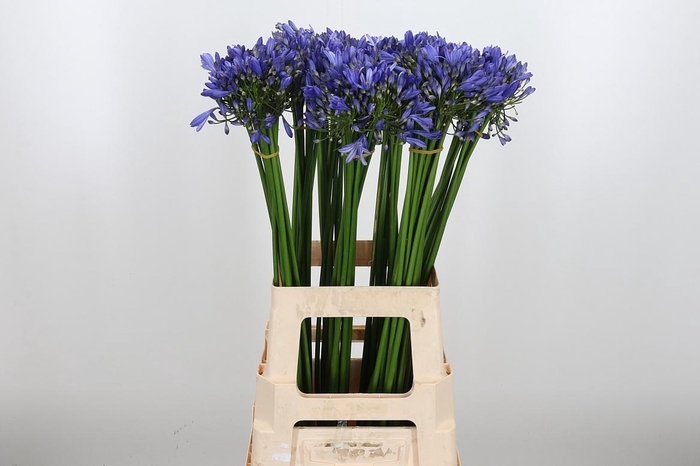 <h4>Agapanthus Intermedia</h4>