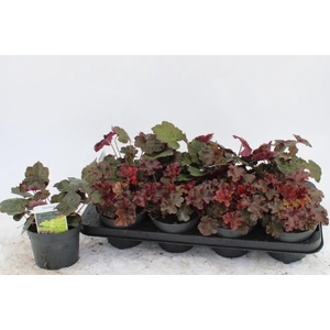 HEUCH LEAF DESIGN GM