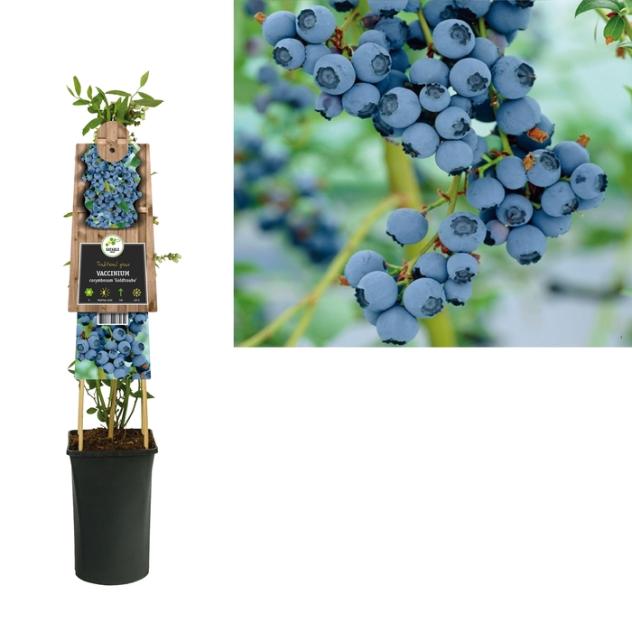 <h4>Vaccinium Co Goldtraube</h4>