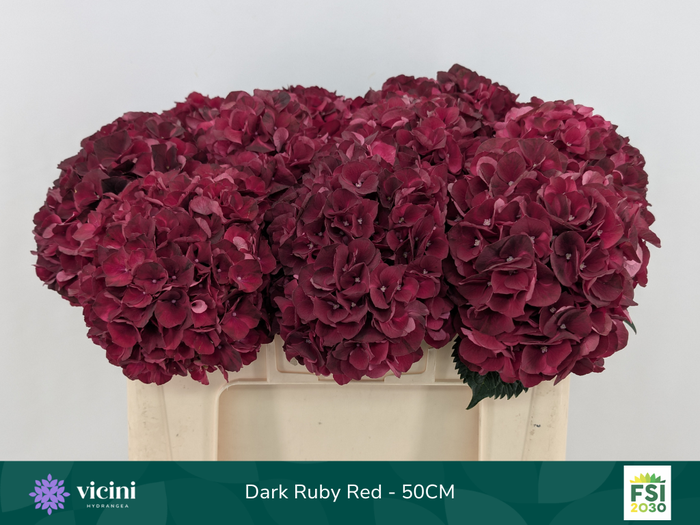 <h4>Hydr Dark Ruby Red 50 cm Vicini</h4>