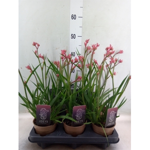 Anigozanthos   ...