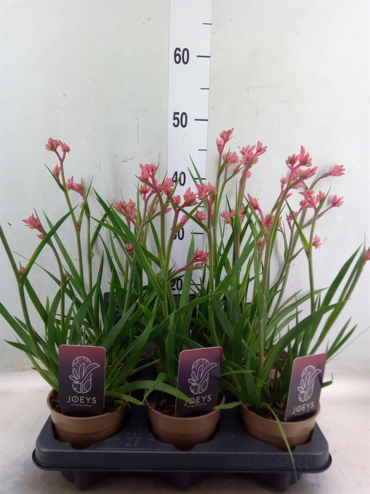 <h4>Anigozanthos   ...</h4>