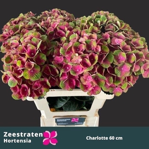 HORT MAGICAL CHARLOTTE