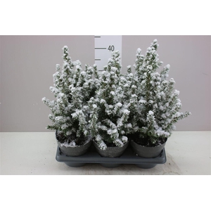 Picea Gl Conica Snow