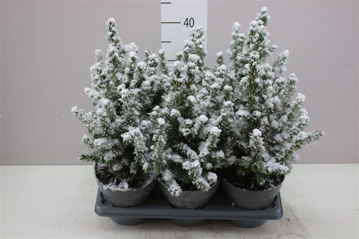 <h4>Picea Gl Conica Snow</h4>
