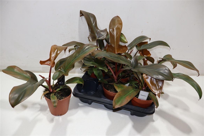 <h4>Phil Overig</h4>