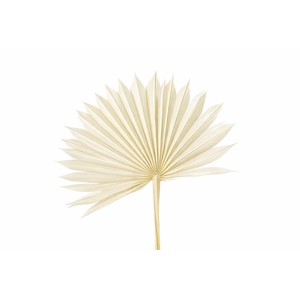Dried Palm Sun 6pc Bleached Bunch