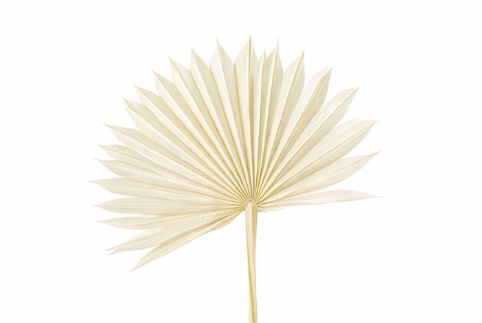 <h4>Dried Palm Sun 6pc Bleached Bunch</h4>