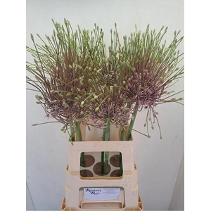 ALLIUM SCHUBERTII