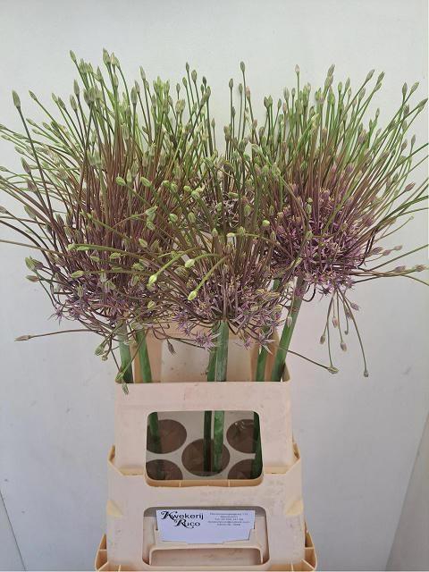 <h4>ALLIUM SCHUBERTII</h4>