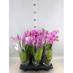 Phalaenopsis multi.   ...rose