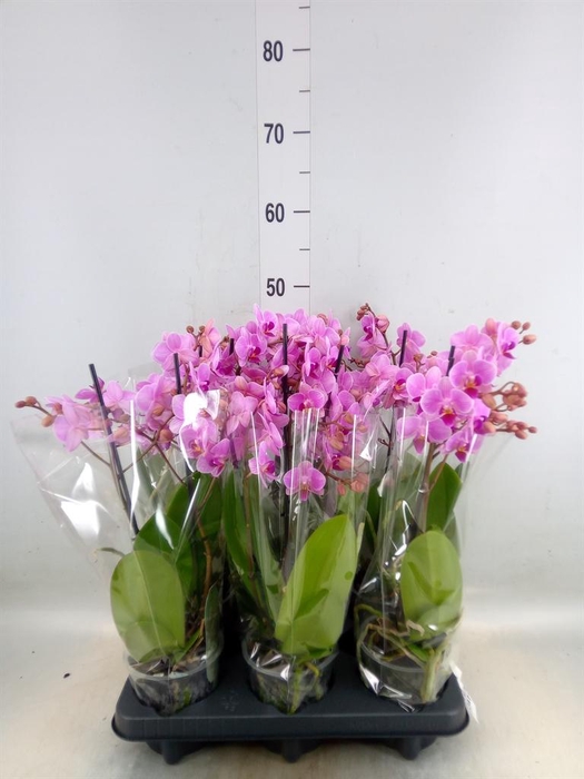 <h4>Phalaenopsis multi.   ...rose</h4>