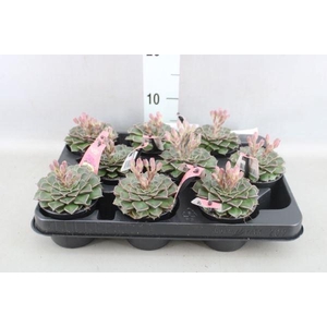 Graptopetalum tacitus   ...bloeiend