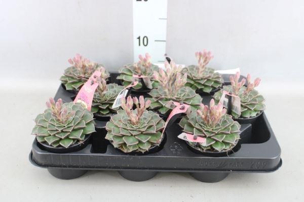 <h4>Graptopetalum tacitus   ...bloeiend</h4>