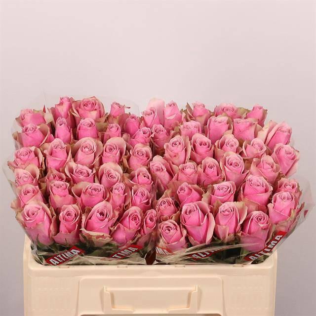 <h4>R GR ATHENA ROYALE</h4>