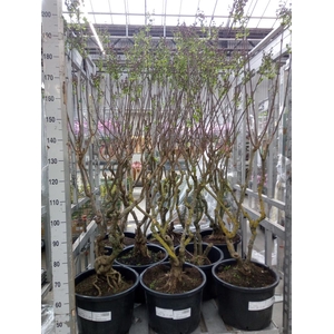 Syringa vulg. 'Sensation'