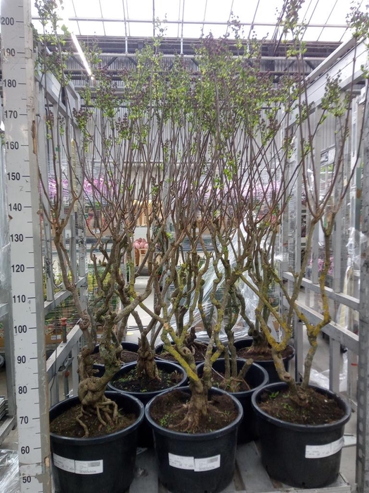 <h4>Syringa vulg. 'Sensation'</h4>