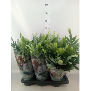 Phlebodium aureum 'Blue Star'