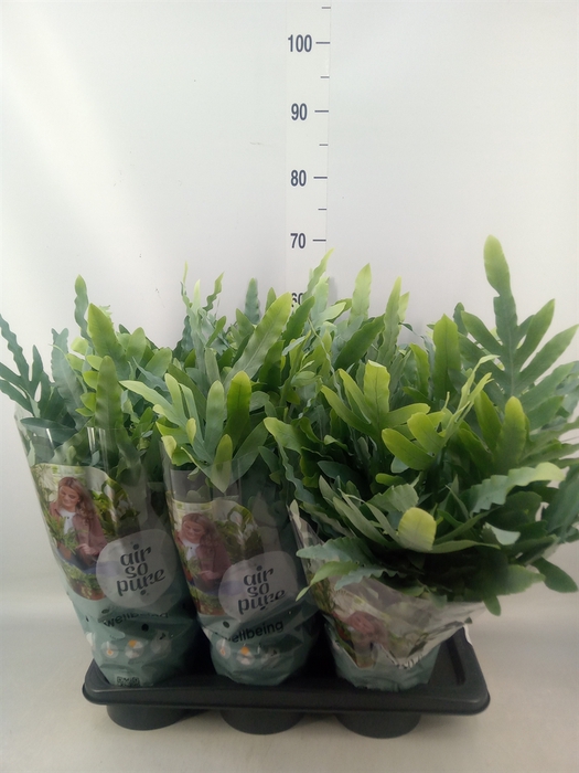<h4>Phlebodium aureum 'Blue Star'</h4>