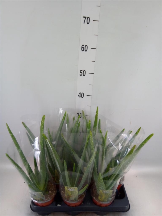 <h4>Aloe vera</h4>
