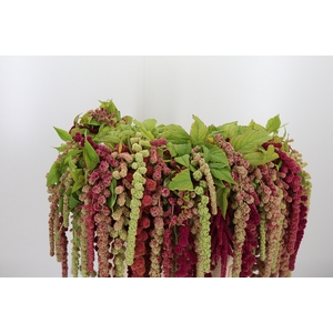 Amaranthus - Caudatus Mira