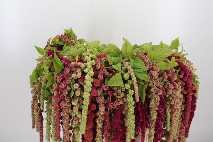 <h4>Amaranthus - Caudatus Mira</h4>