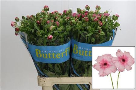 <h4>Ran Butterf Jupiter</h4>