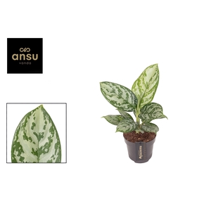 Aglaonema Jungle Silver