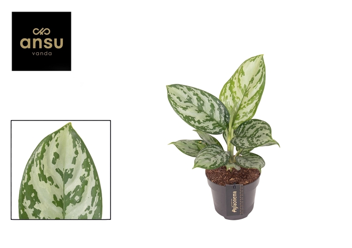 <h4>Aglaonema Jungle Silver</h4>