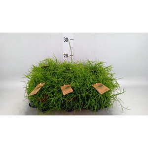 Rhipsalis baccifera 'Oasis'