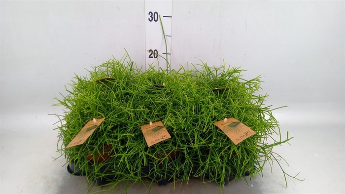 <h4>Rhipsalis baccifera 'Oasis'</h4>