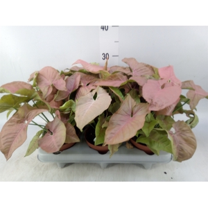 Syngonium   ...
