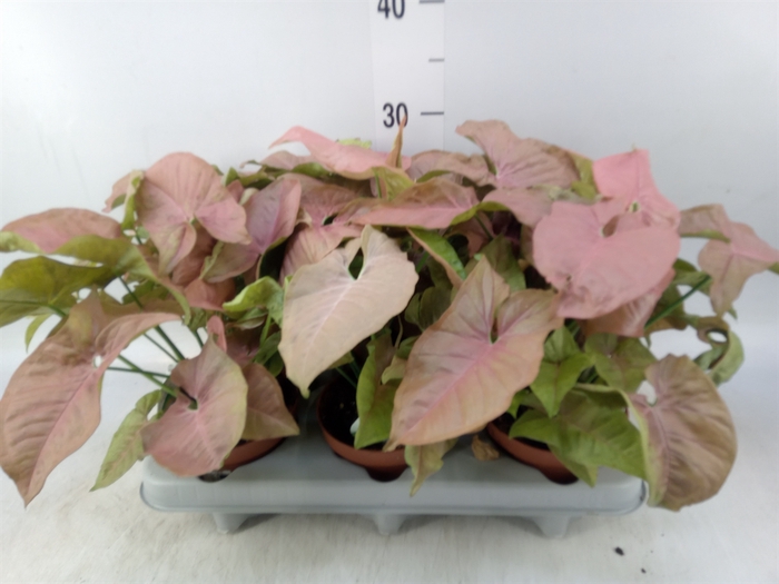 <h4>Syngonium   ...</h4>