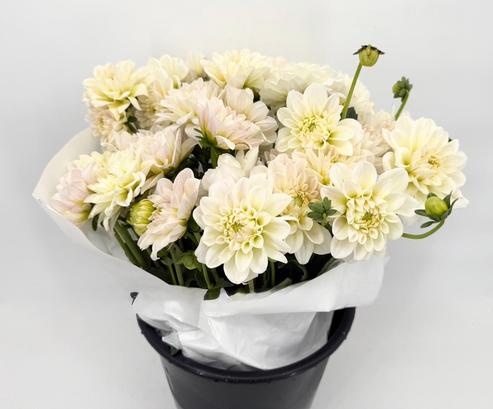 <h4>Dahlia Creme De Cassis</h4>