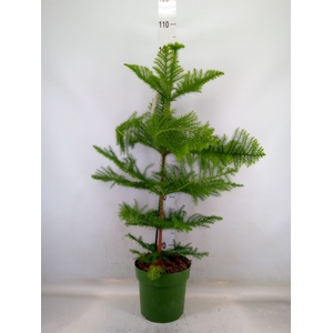 Araucaria heterophylla
