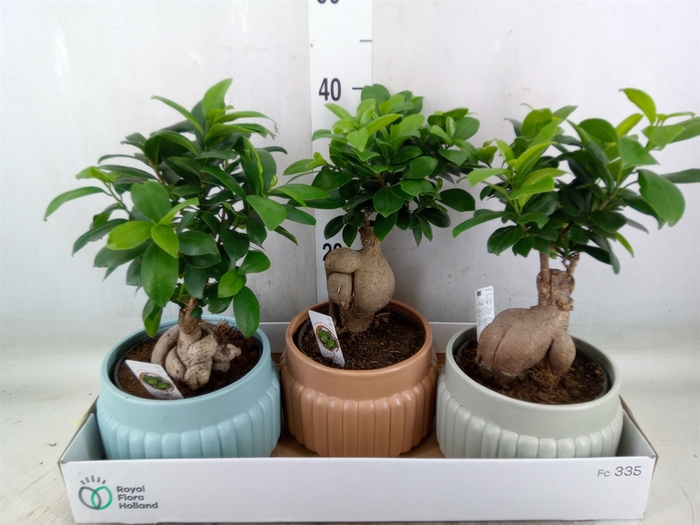 <h4>Ficus microcarpa 'Ginseng'</h4>