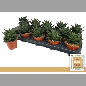 HAWO LIMIFOLIA