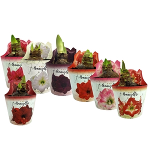 HIPPEAS EXTRA MIX P14