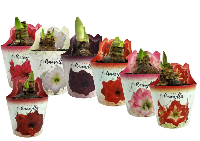 <h4>HIPPEAS EXTRA MIX P14</h4>