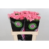 Dianthus St Bizet Pink