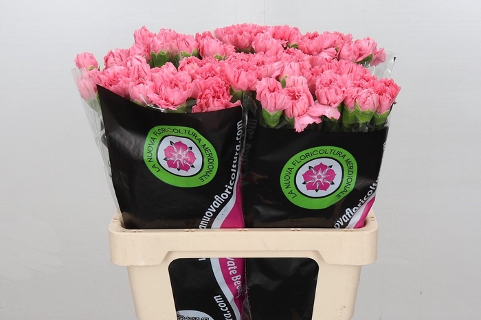 Dianthus St Bizet Pink